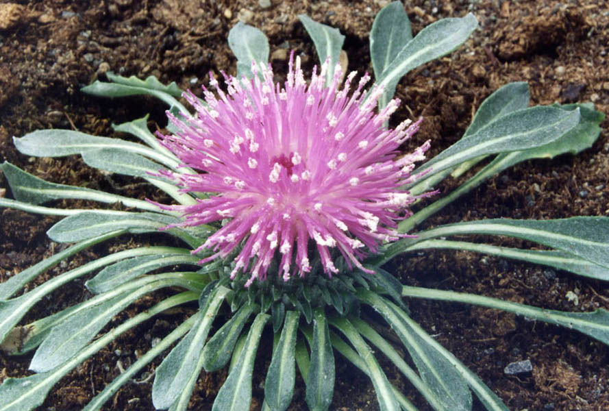 Jurinea moschus ssp moschus